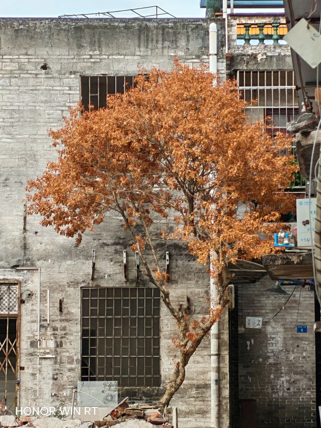 南方少见的秋意（大概是死了